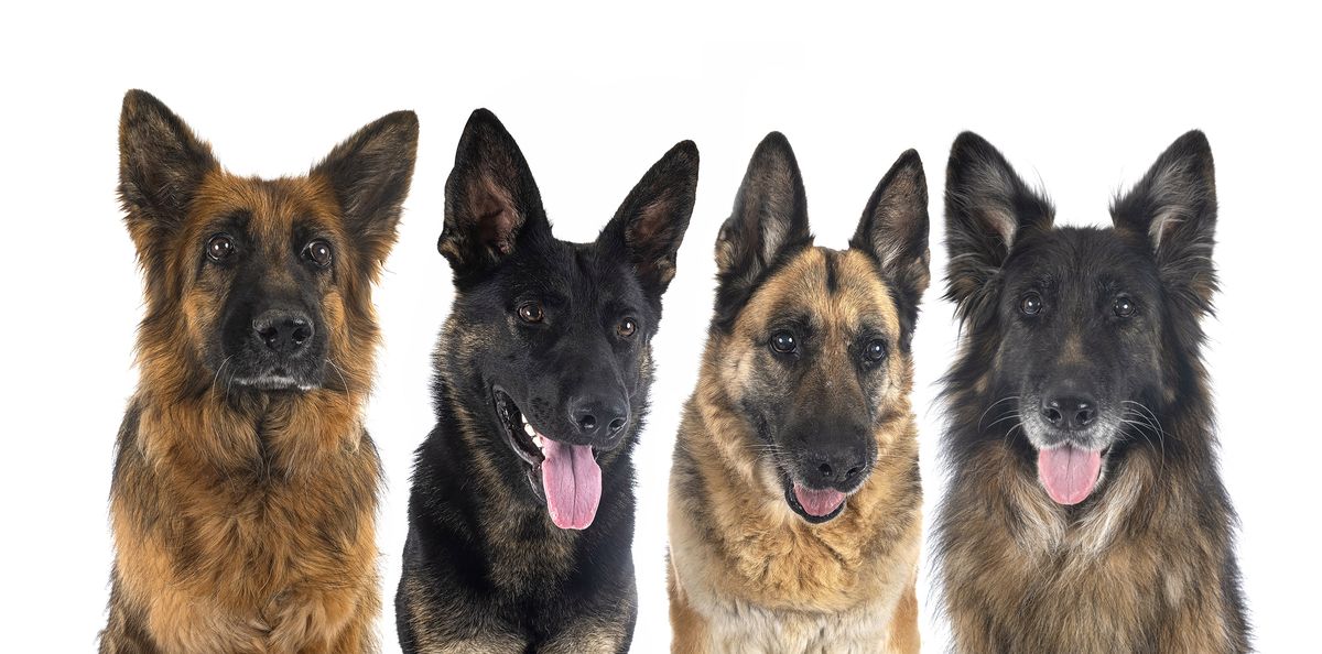 German Shepherd coat colors
