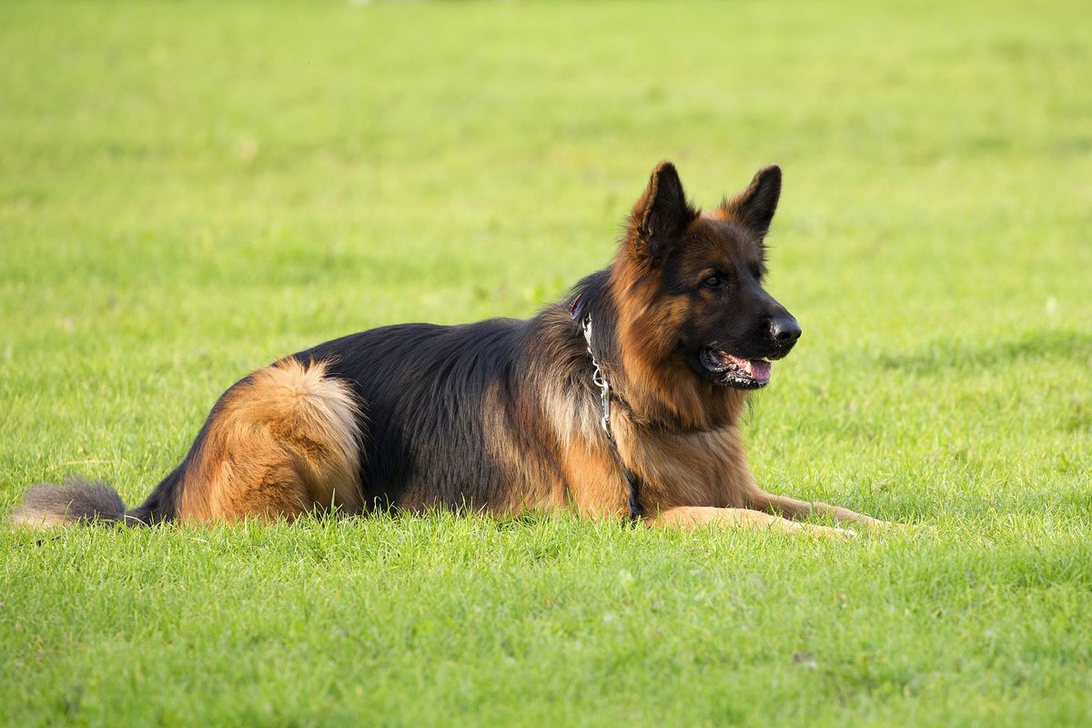 German Shepherd history