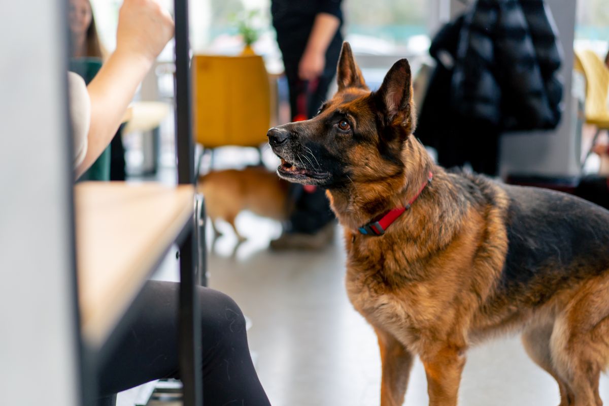 German Shepherd personality