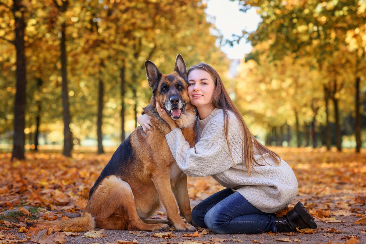 German Shepherd with owner