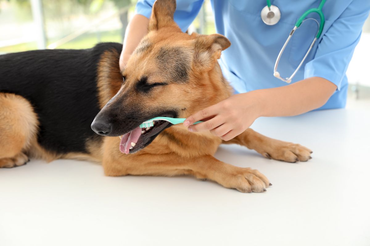German Shepherd health