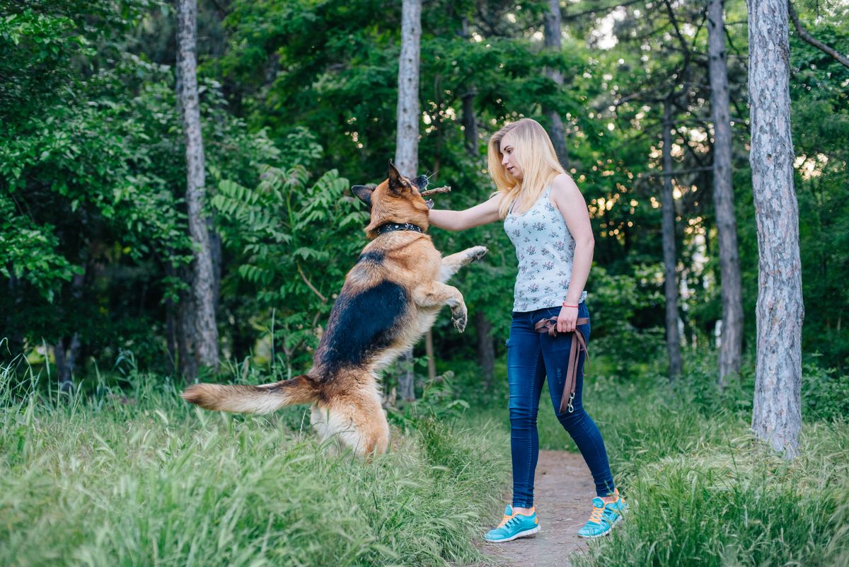 German Shepherd exercise