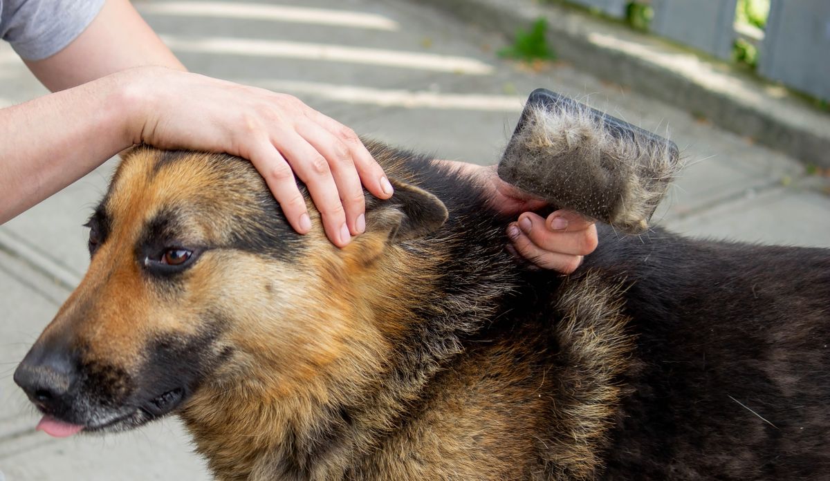 German Shepherd grooming