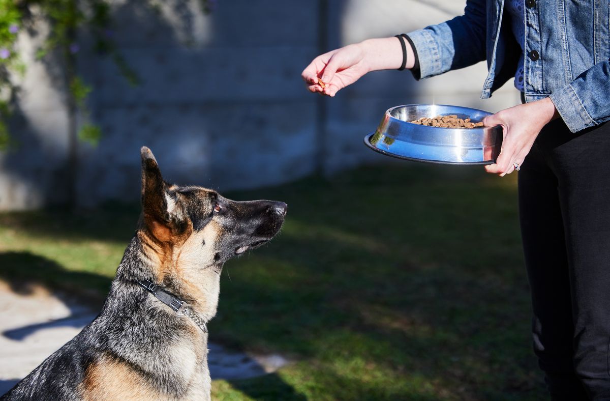 German Shepherd feeding