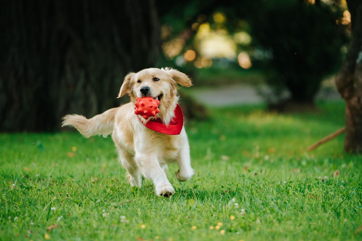 Golden Retriever