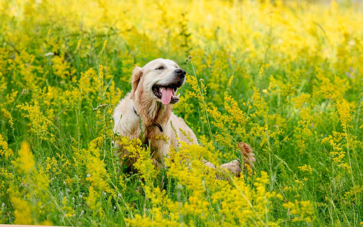 Funny Golden Retriever in a flowering field
