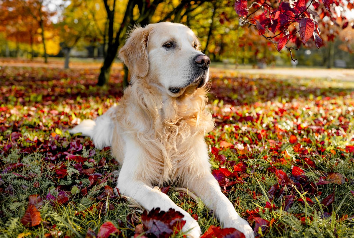 Golden Retriever resting in colorful autumn leaves