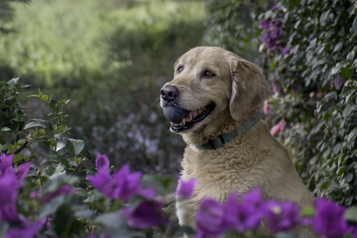 Golden Retriever playing with ball in a flower garden