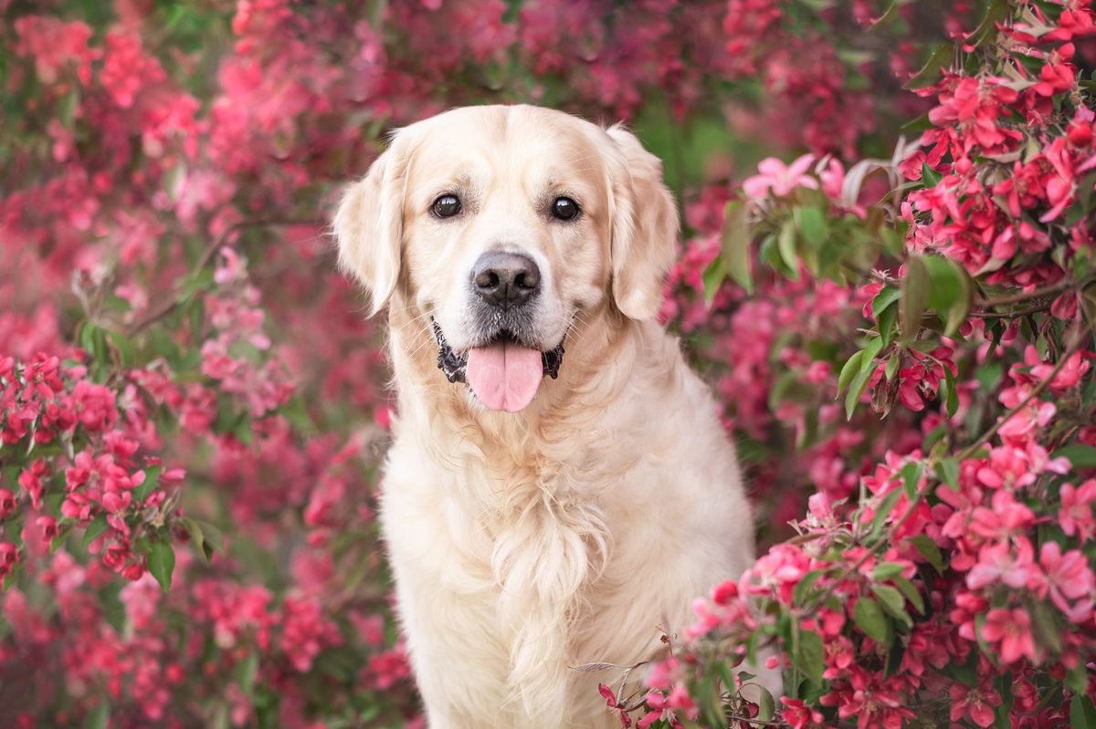 Golden Retriever portrait outdoors in spring