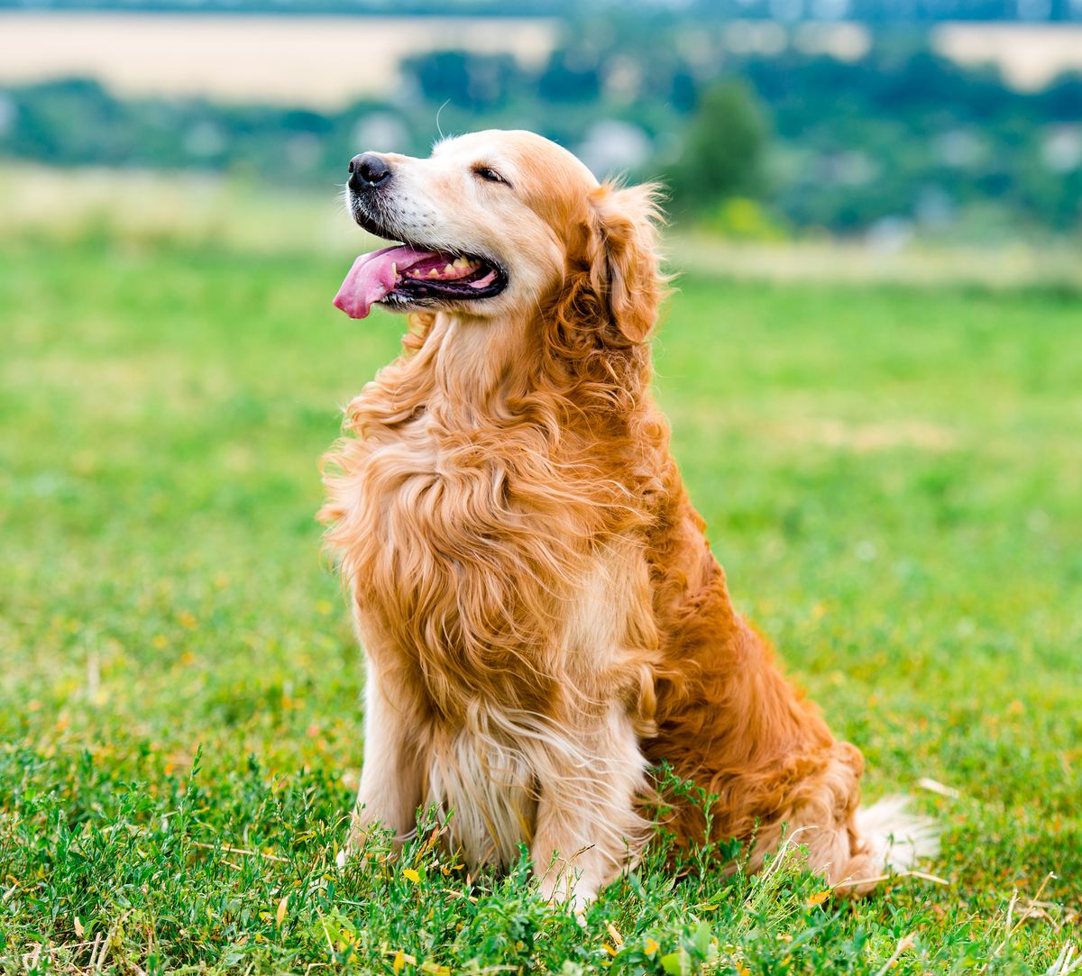 Happy Golden Retriever enjoying a sunny day outdoors