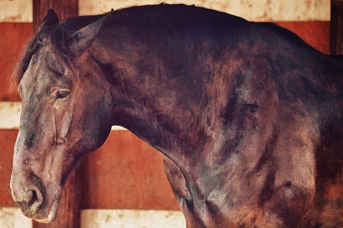 Beautiful brown horse profile portrait in stable