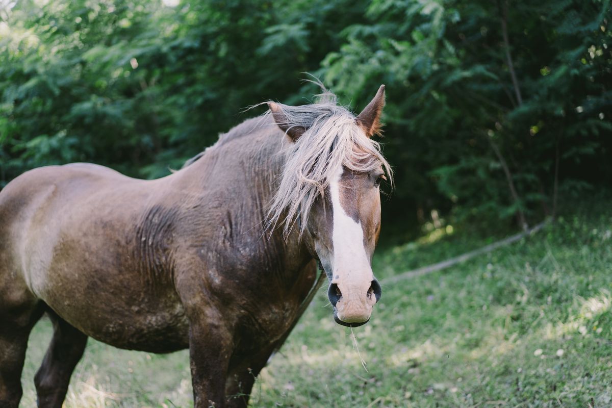 Beautiful horse grazing peacefully in a lush meadow