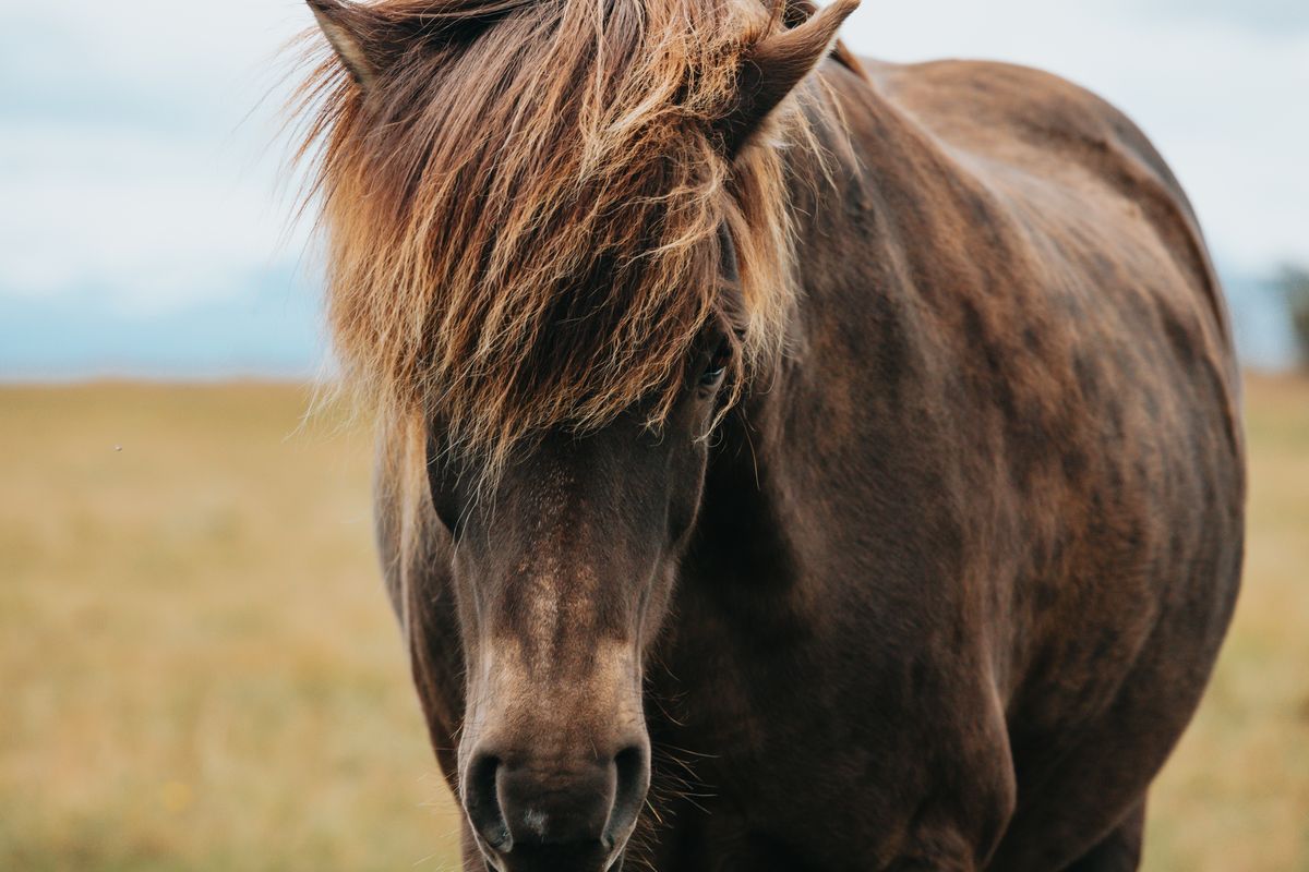 Portrait of an Icelandic horse close-up
