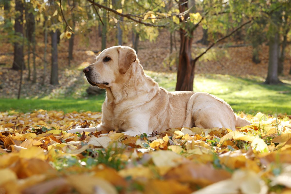 Labrador Retriever