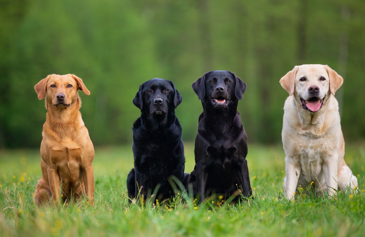 Labrador coat colors