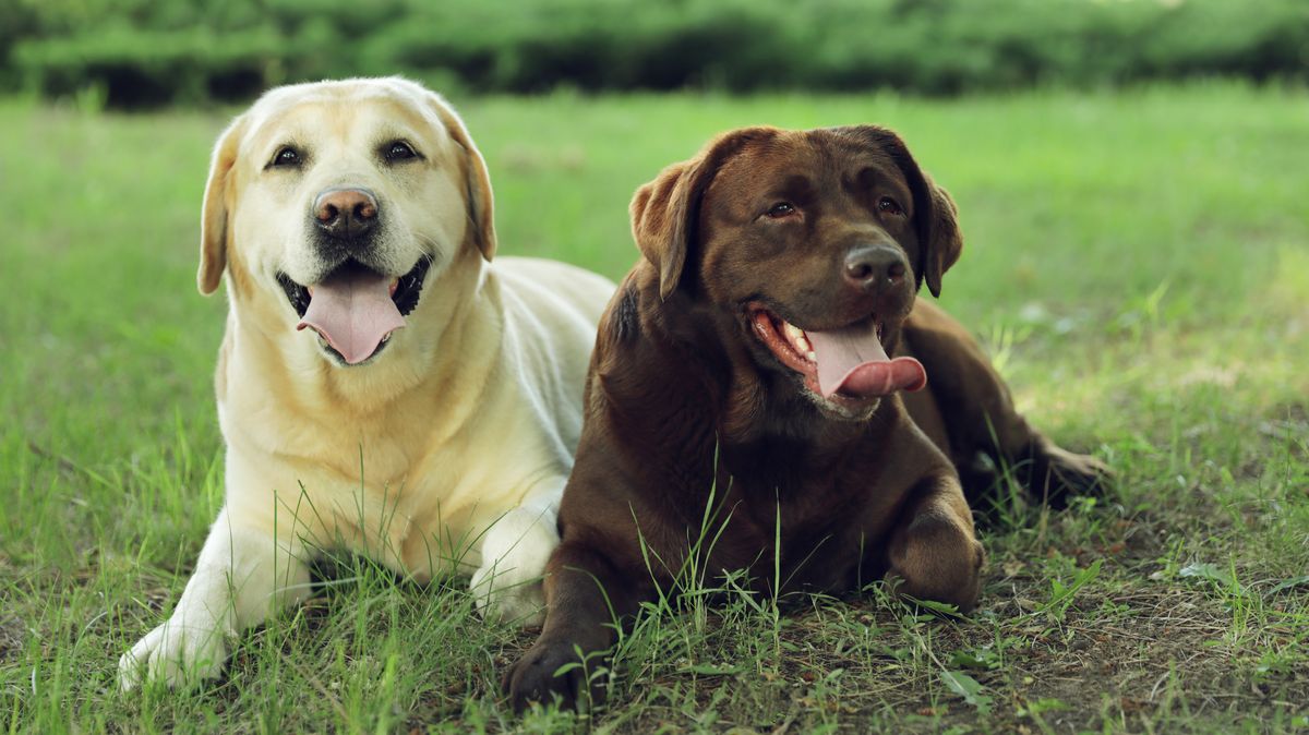 Labrador Retrievers