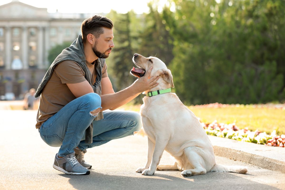Labrador personality