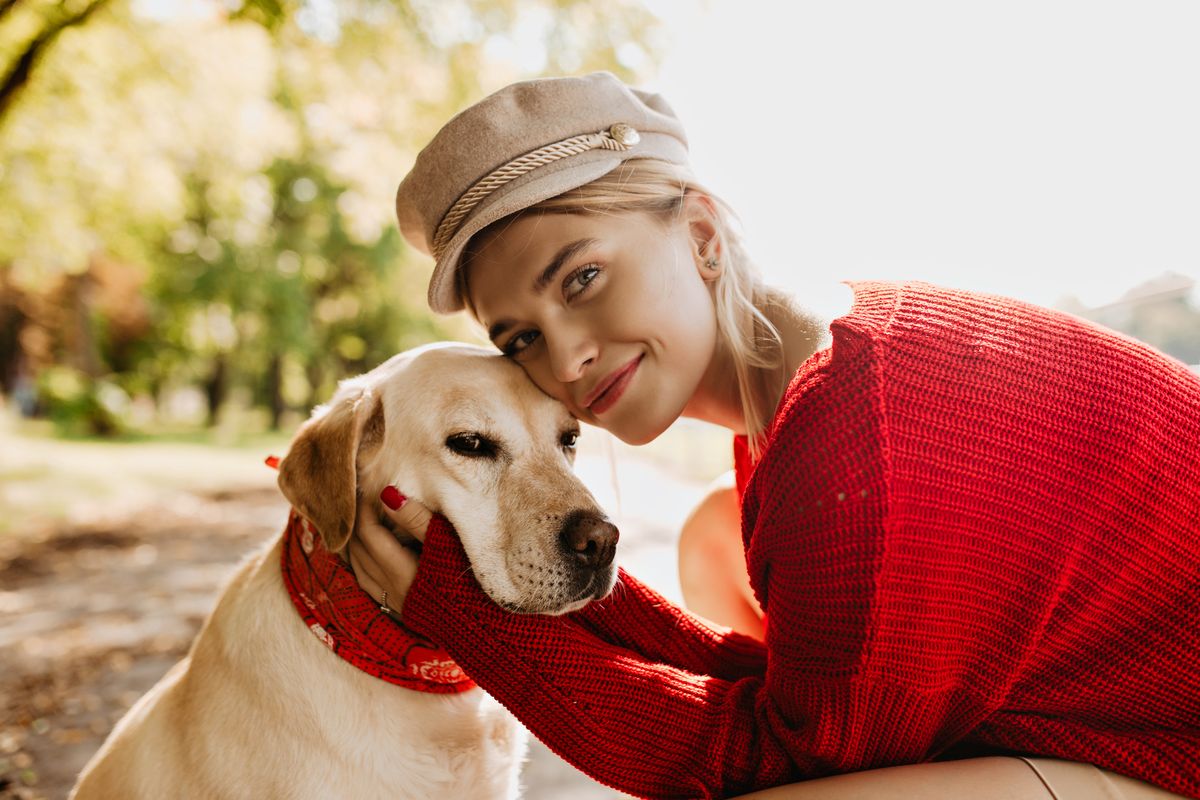 Labrador with owner