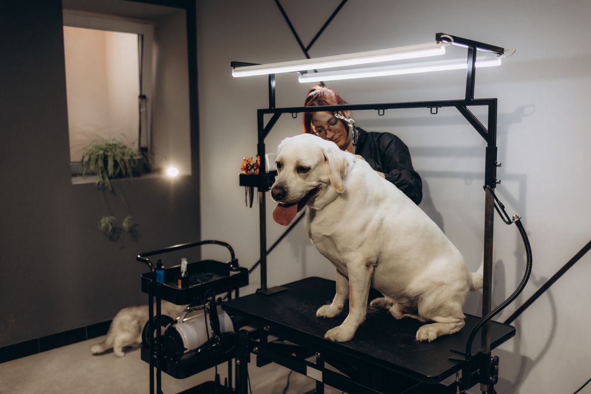 Labrador health