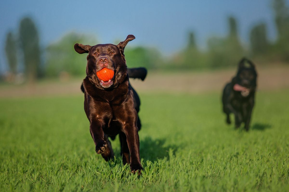 Labrador exercising outdoors