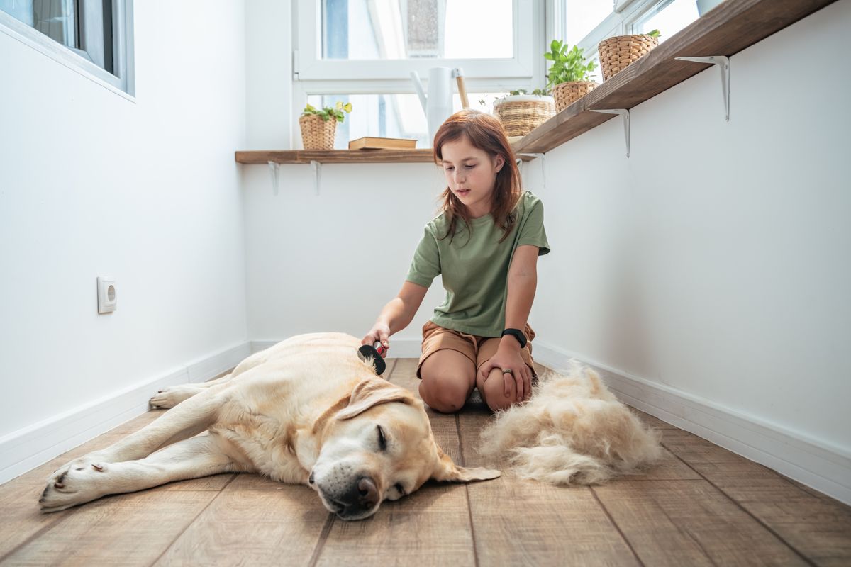 Labrador grooming