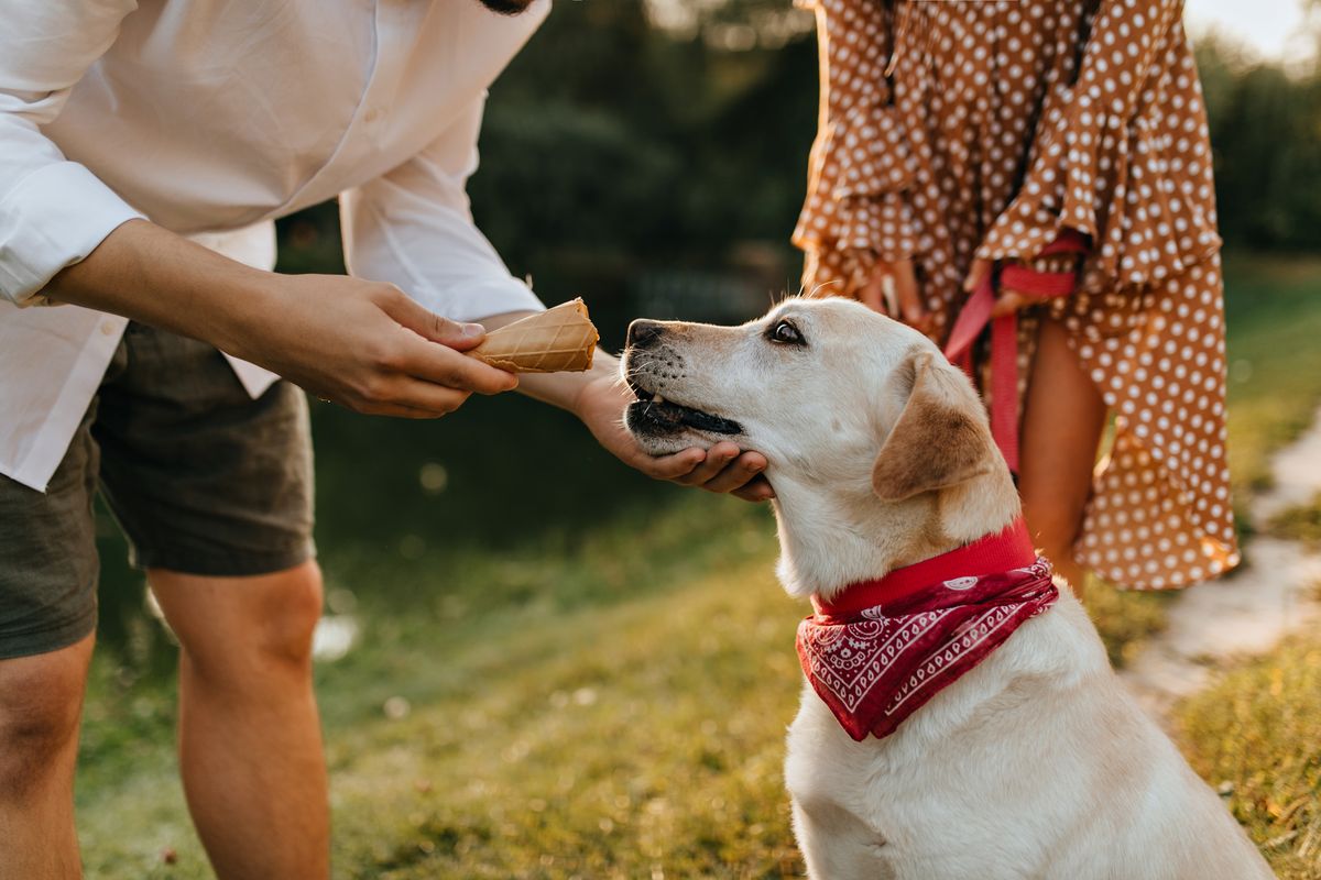Labrador feeding