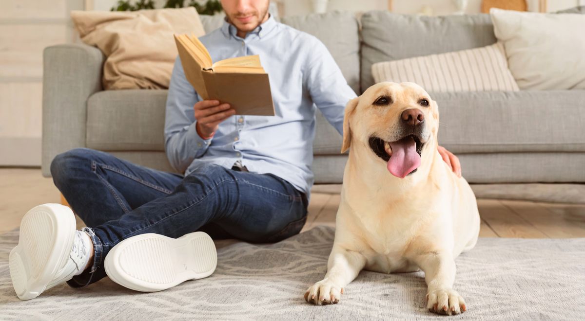 Labrador with owner at home