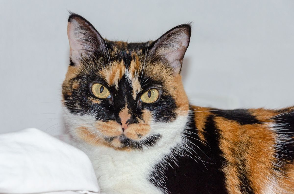 Long-Haired Calico Cat