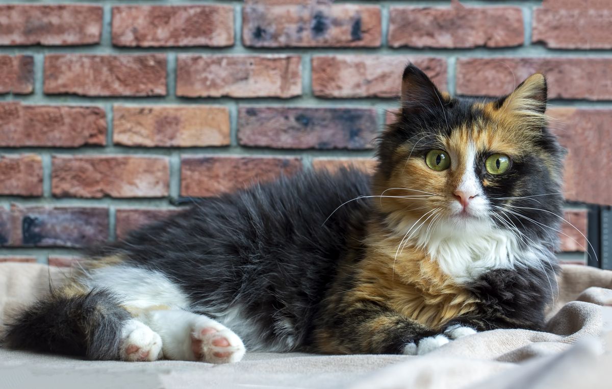 Fluffy long-haired calico cat resting comfortably indoors showing beautiful coat