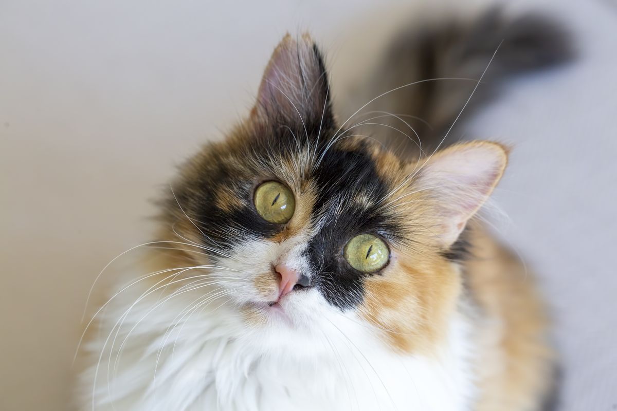 Adorable long-haired calico cat with prominent whiskers