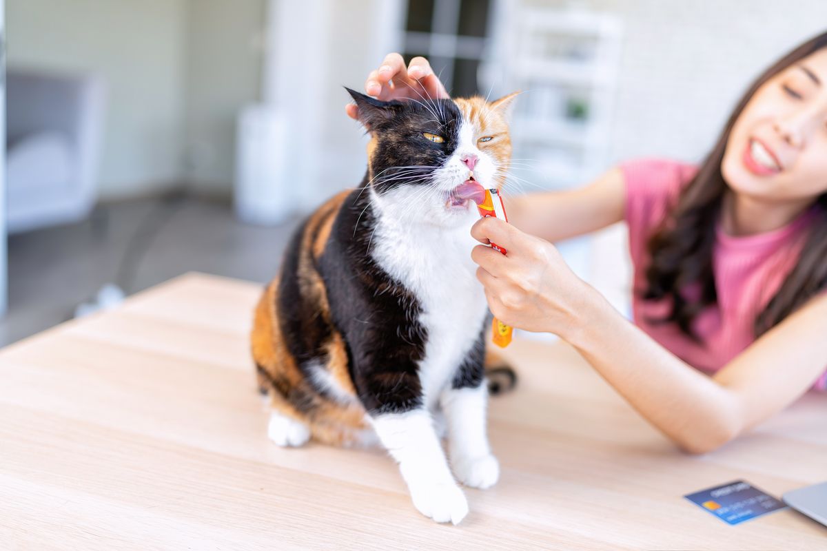 Woman giving a snack treat to a calico cat at home