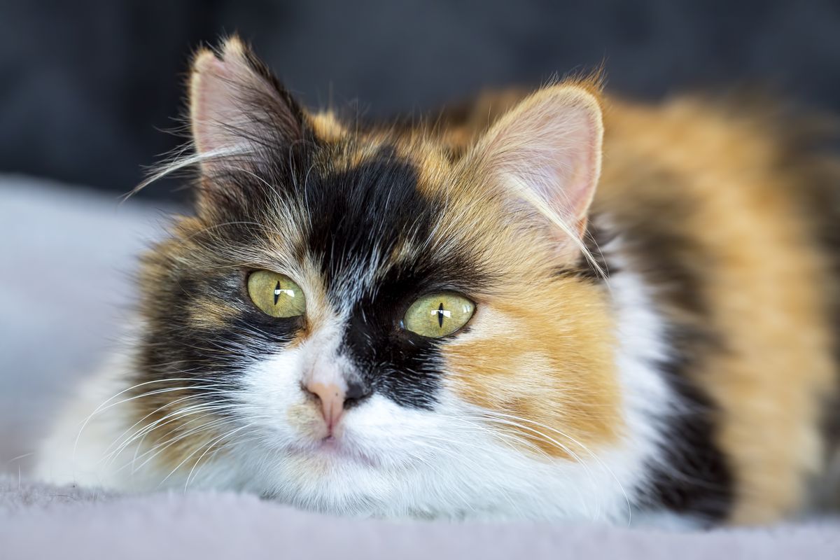 Calico cat resting calmly on soft blanket indoors