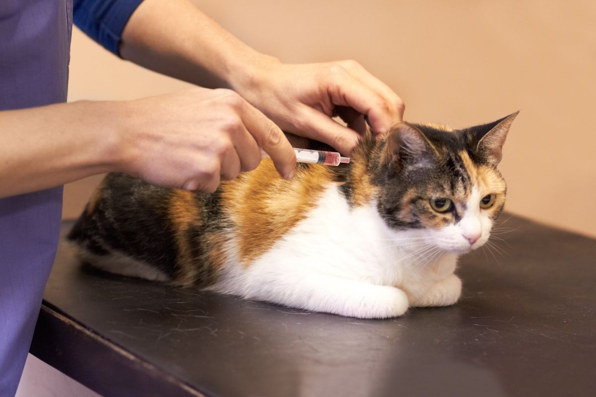 Calico cat receiving an injection at the veterinary clinic