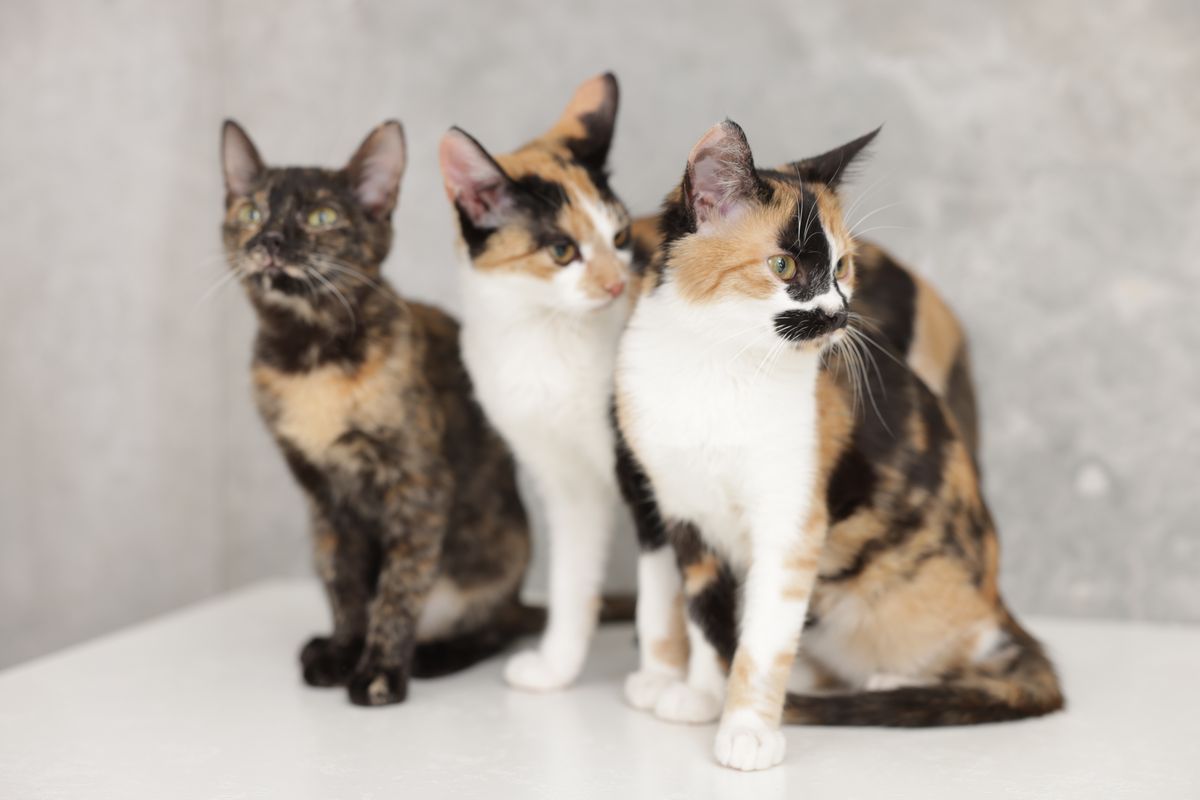 Three calico cats sitting together indoors with unique patterns
