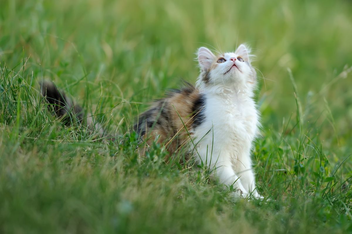 Long-haired calico cat sitting in a green grassy garden