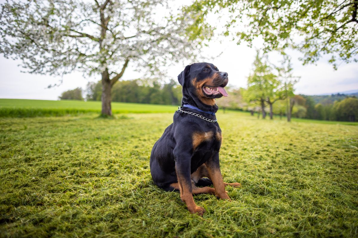 Rottweiler