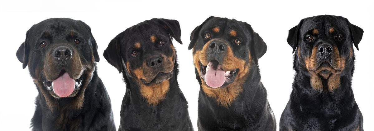 Rottweiler coat colors