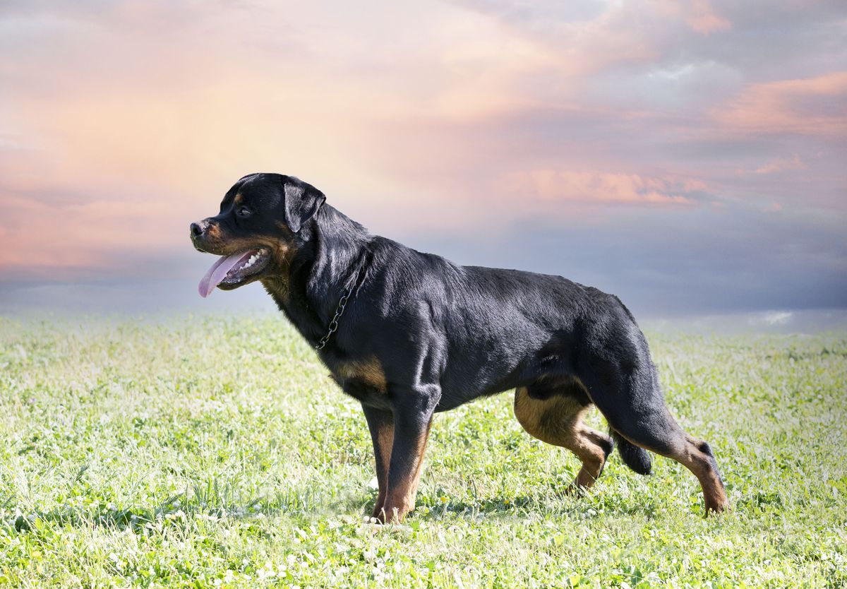 Rottweiler history