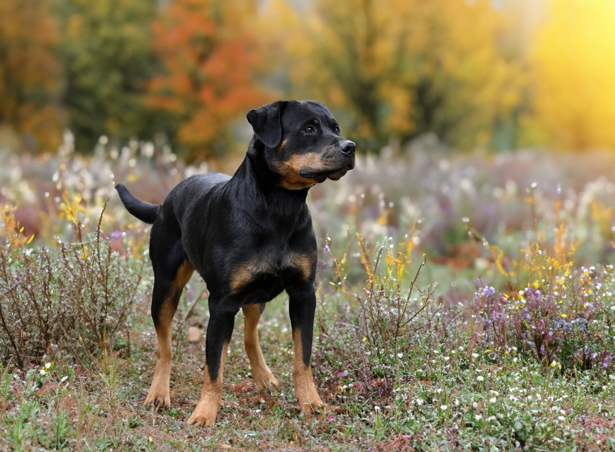 Rottweiler personality