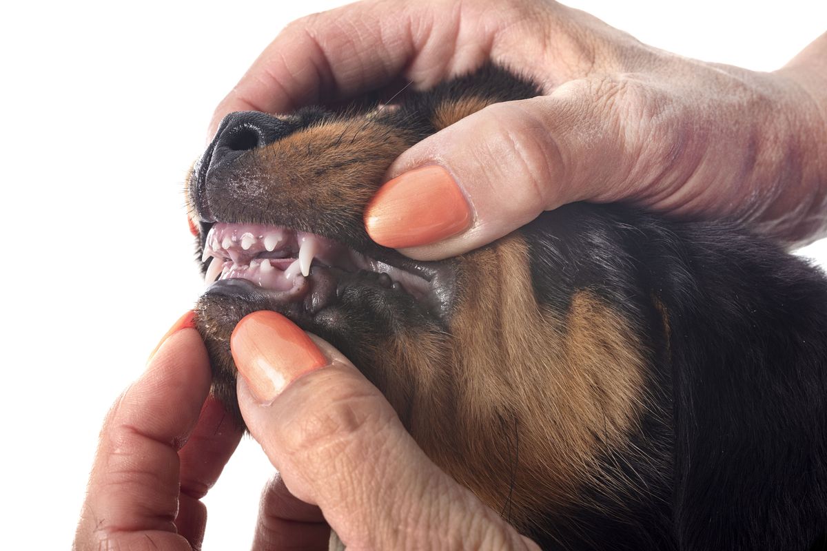 Rottweiler health