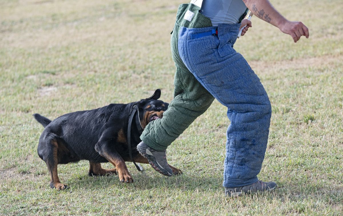 Rottweiler exercise