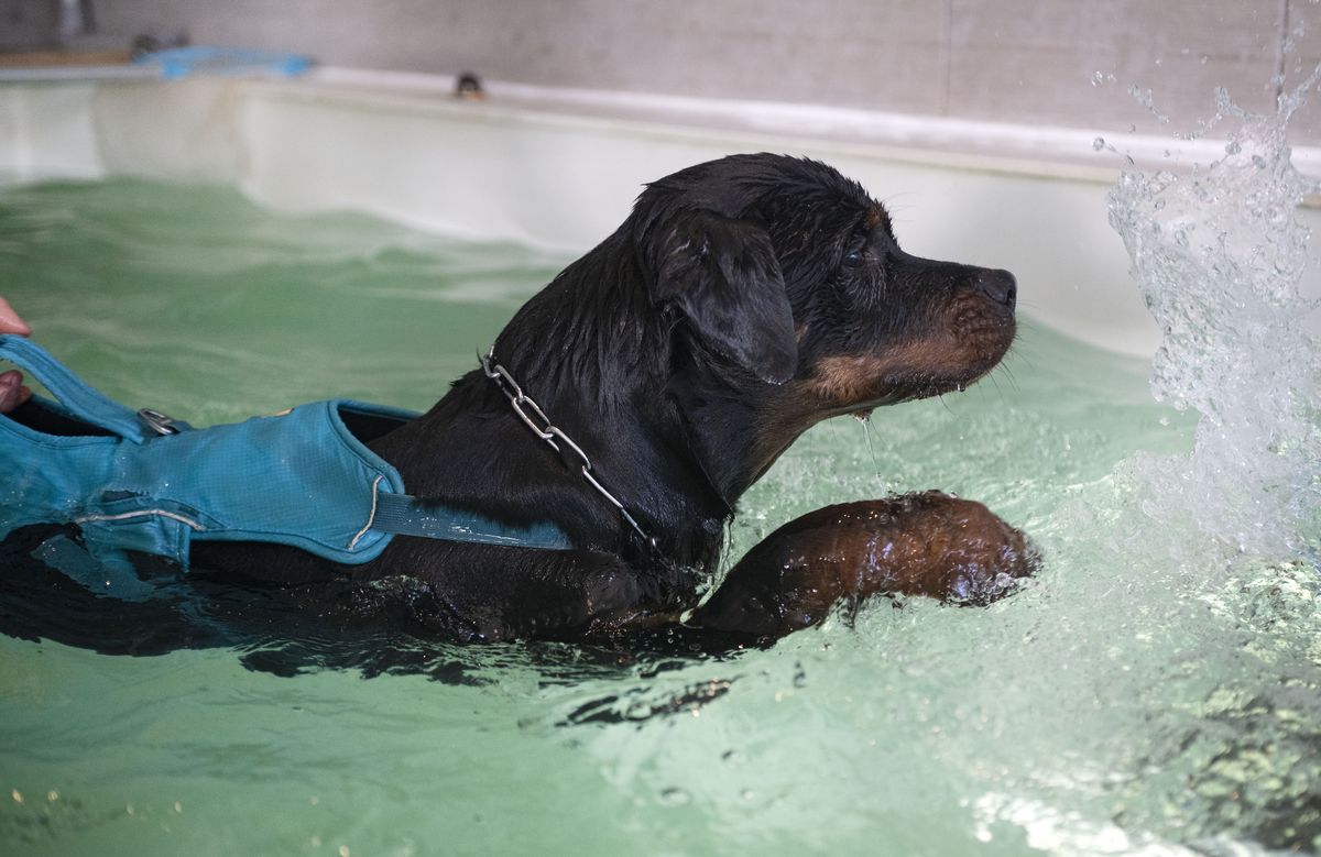 Rottweiler grooming