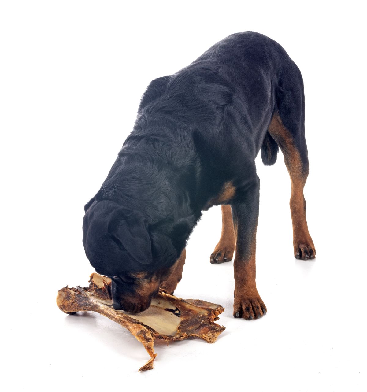 Rottweiler feeding