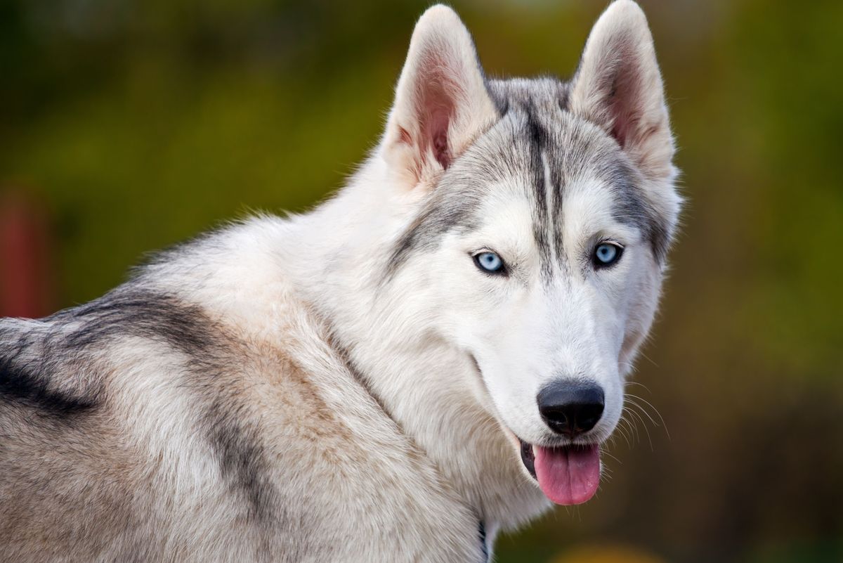 Siberian Husky