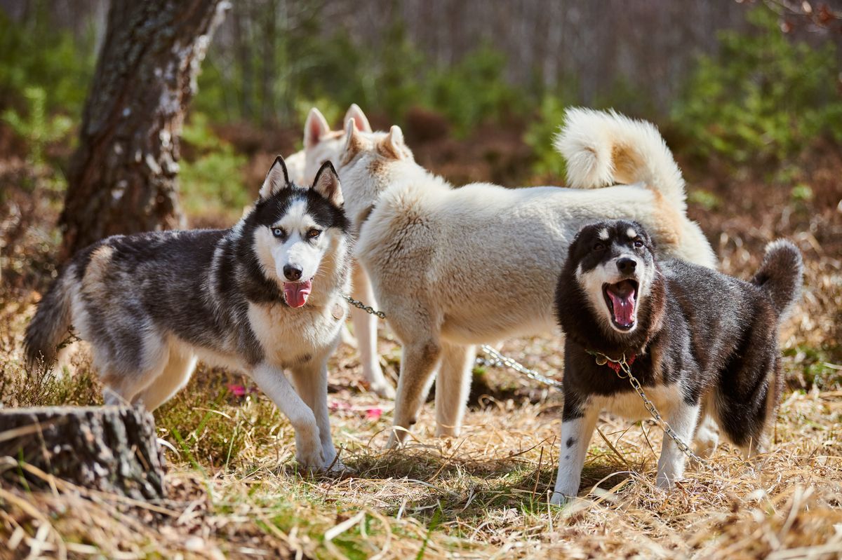 Siberian Husky color variations - black gray red white coat