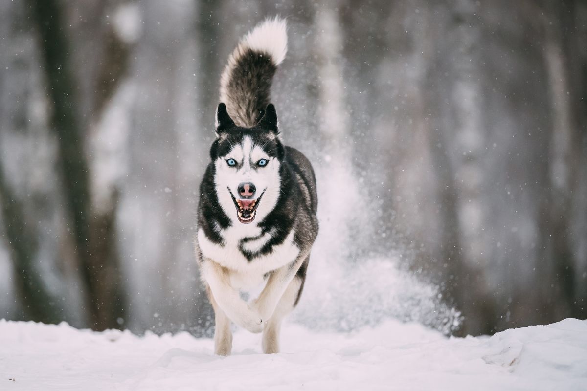 Siberian Husky sled team snow - Nome Serum Run history