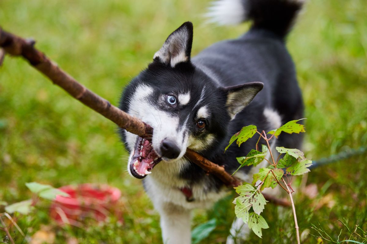 Siberian Husky howling dramatic vocal personality