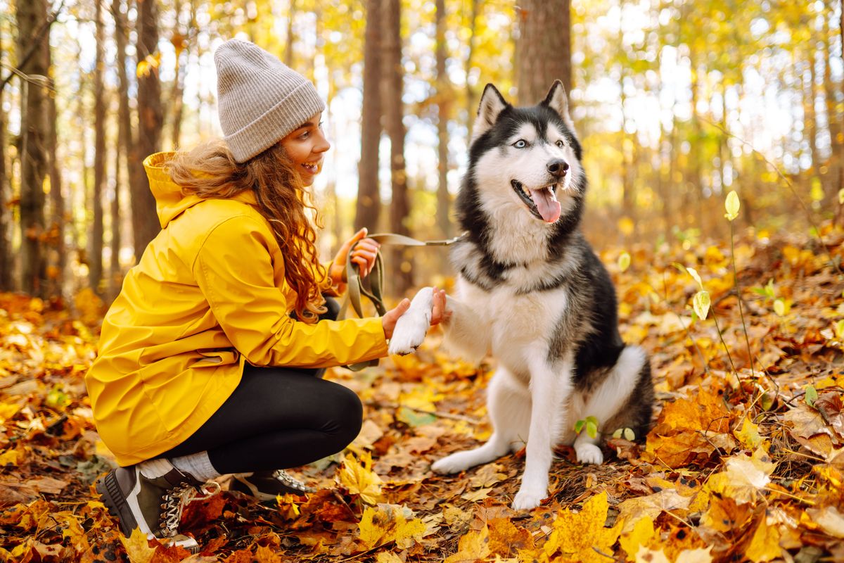 Siberian Husky with owner - pack animal bond