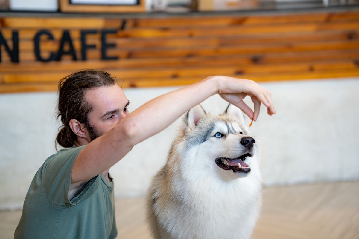 Siberian Husky vet checkup health wellness