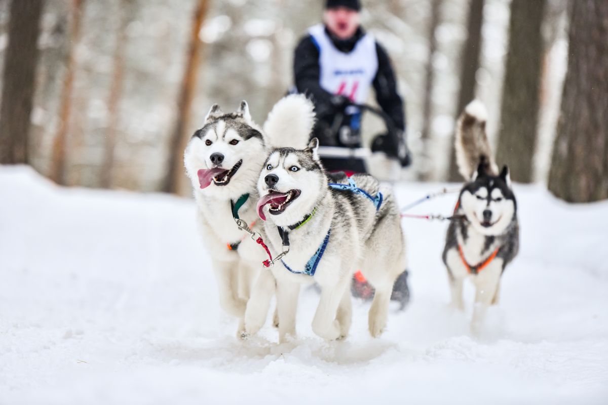 Siberian Husky running harness bikejoring exercise